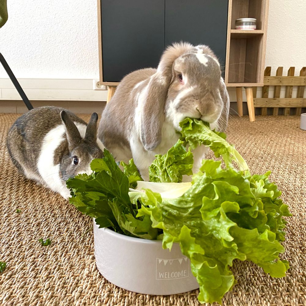 Théodore et Leon en train de manger leur gamelle de verdure