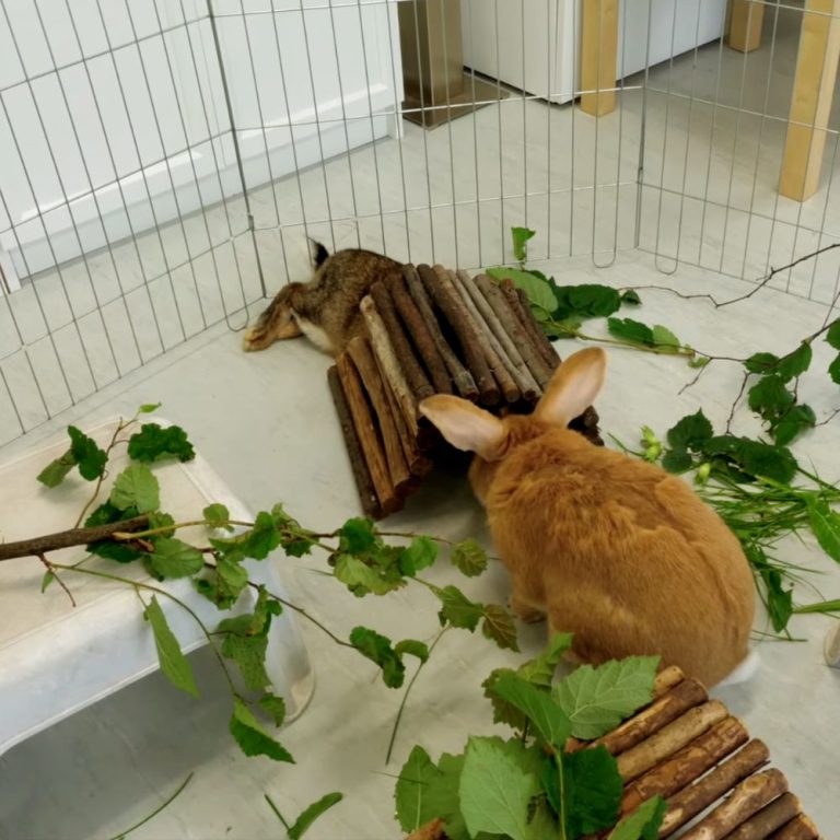 Cohabitation entre lapins nos conseils pour réussir