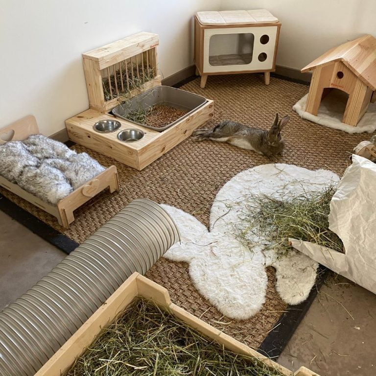 Cohabitation entre lapins : nos conseils pour réussir