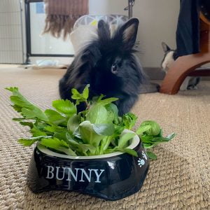 Gamelle Bunny pour l'alimentation et l'eau des lapins