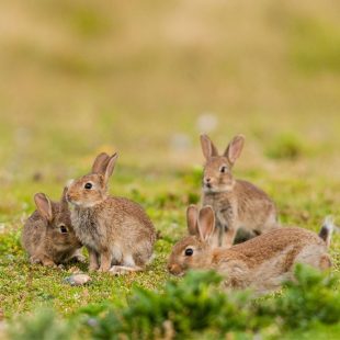Lapins de garenne vivant en groupe