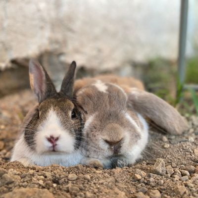 Léon et Théodore, 2 lapins mâles castrés