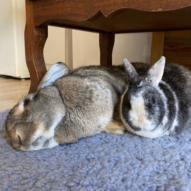Cohabitation entre lapins nos conseils pour réussir