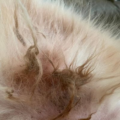 Exemple de bourres de poils pouvant être causées par le manque de brossage sur un lapin