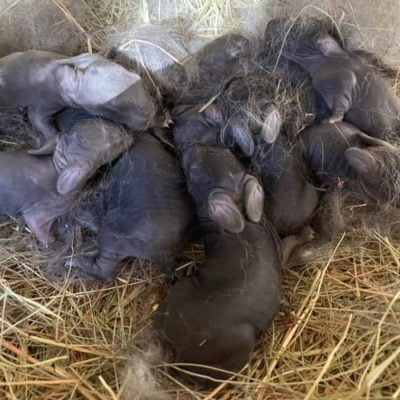 Lapereaux tout juste nés à l'élevage de Jeanne aux lapins