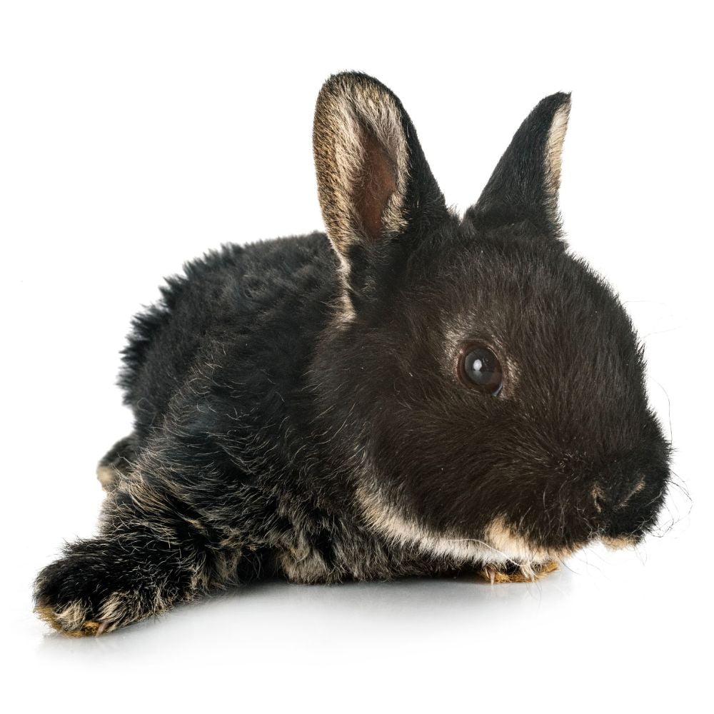 Une espèce à découvrir : le lapin Rex (01/03/2022) - Blogue