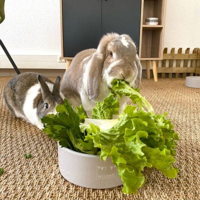 Léon et Théodore en train de manger leur verdure