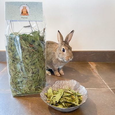 Plantain, herbe aromatique pour lapins