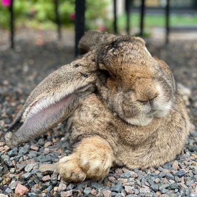 Syndrome vestibulaire pouvant toucher les lapins nains comme les lapins géants