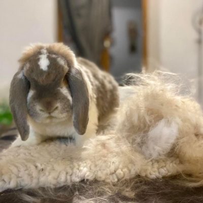 L'importance de brosser son lapin en période de mue