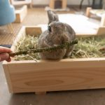 Croc Rabbits, friandises naturelles pour les lapins