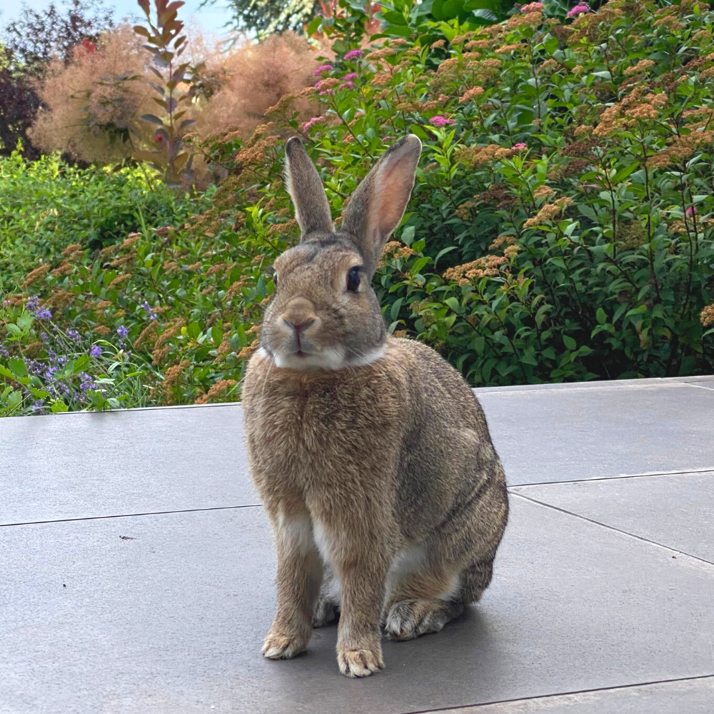 Comment choisir les meilleurs granulés pour lapin