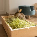 Foin de prairie Rabbits World pour les lapins, 5kg
