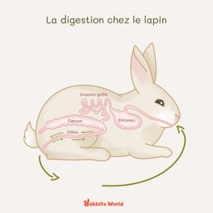 La digestion chez le lapin
