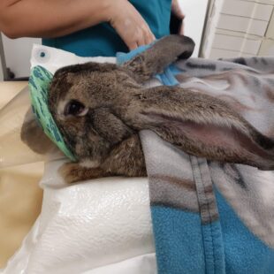 Anesthésie gazeuse du lapin avant de passer un scanner