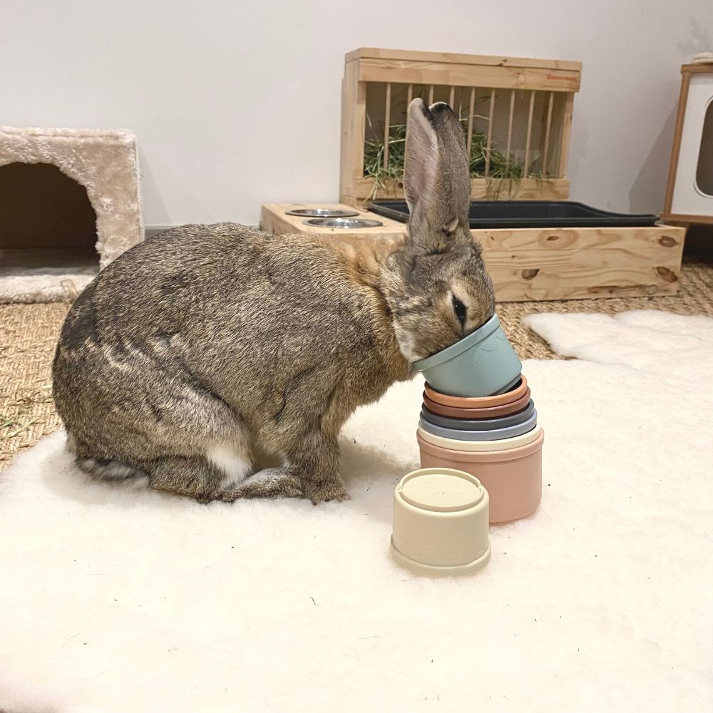 10 idées de cadeaux pour faire plaisir à son lapin - Rabbits World
