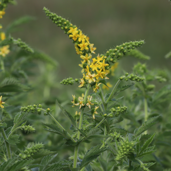 Aigremoine issue de l'agriculture biologique, friandise naturelle pour les lapins