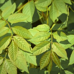 Feuilles de frêne issues de l'agriculture biologique, friandise naturelle pour les lapins