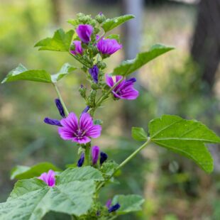 Mauve, sommités fleuries issues de l'agriculture biologique, friandise naturelle pour lapins