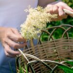 Reine des prés issue de l'agriculture biologique, friandise naturelle pour lapins