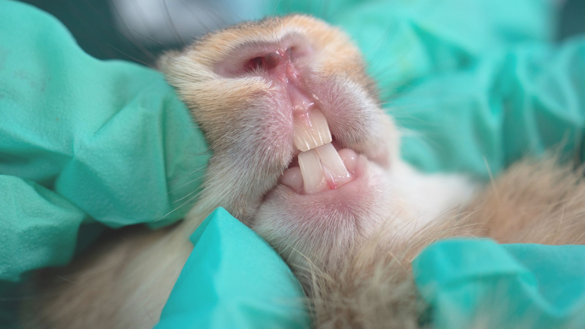 Contrôle des dents du lapin chez le vétérinaire