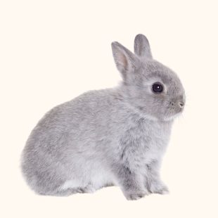 Lapin nain avec une tête plus plate