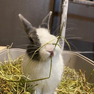 Le foin l'aliment numéro un pour les lapins