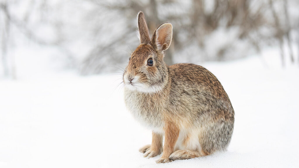 Lapin en hiver dans la neige