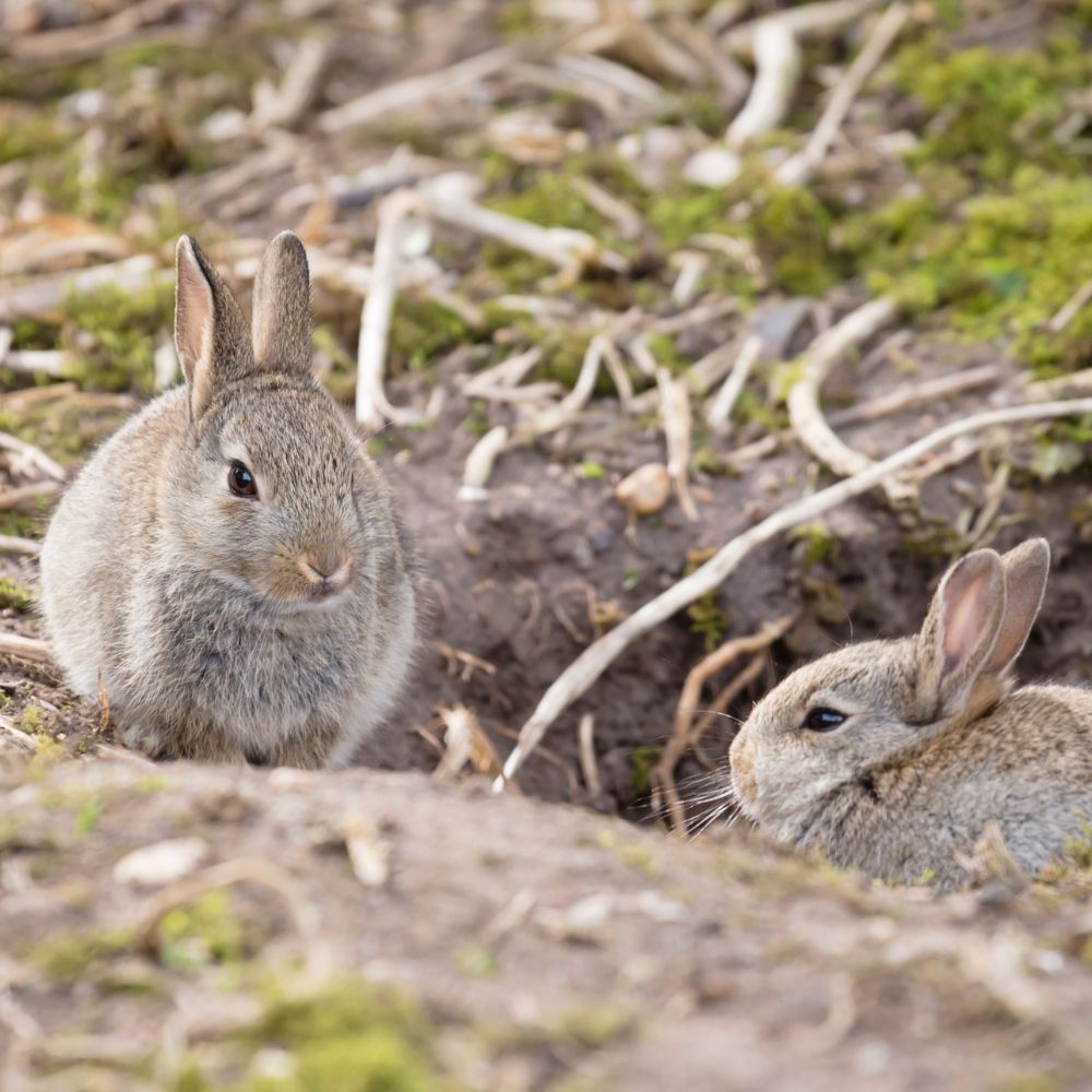 Lapins de garenne devant leur terrier