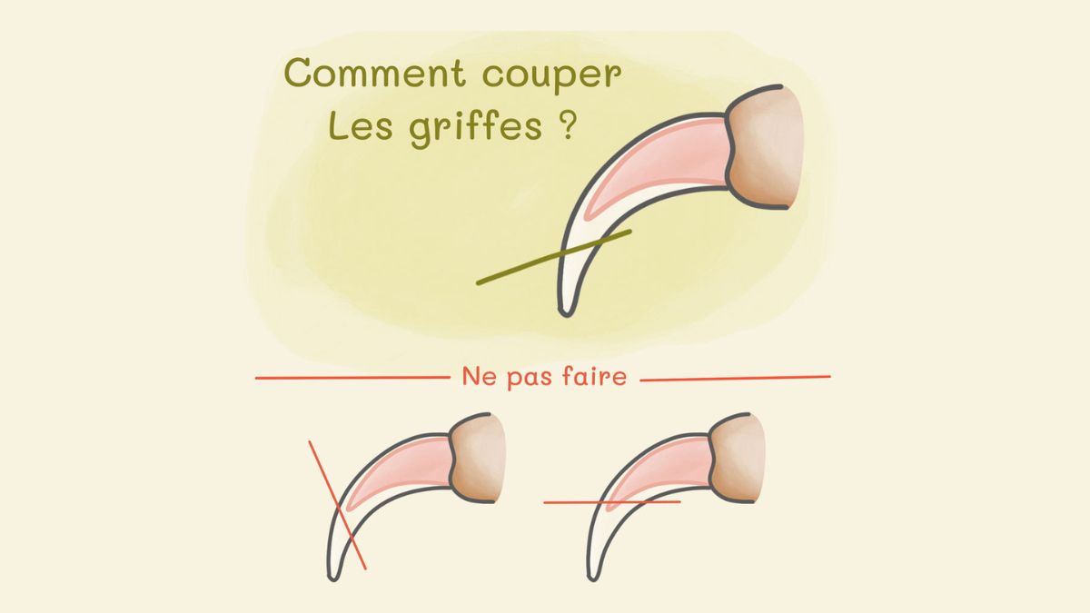 La coupe des griffes chez le lapin