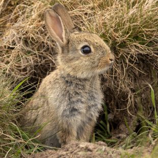 Lapin de garenne