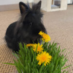 Le ptit gazon pour lapins