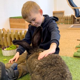 Thomas et Sway, lapin géant des Flandres