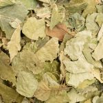 Feuilles de bouleau, friandise naturelle pour lapins