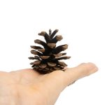 Pommes de pin, jouets pour lapins