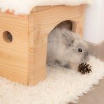 Pommes de pin, jouets pour lapins
