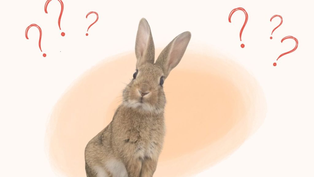 Que faire lorsque l'on trouve un lapin sauvage ?
