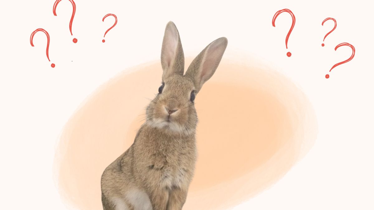 Que faire lorsque l'on trouve un lapin sauvage ?
