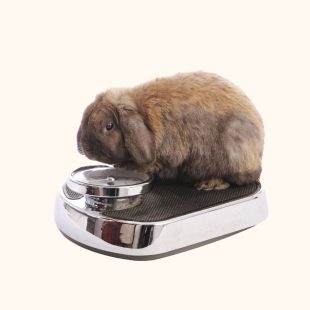 Bien peser son lapin