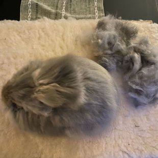 Brossage quotidien pour Malakai, angora anglais