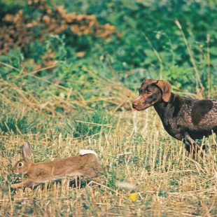 Garenne poursuivi par un chien de chasse