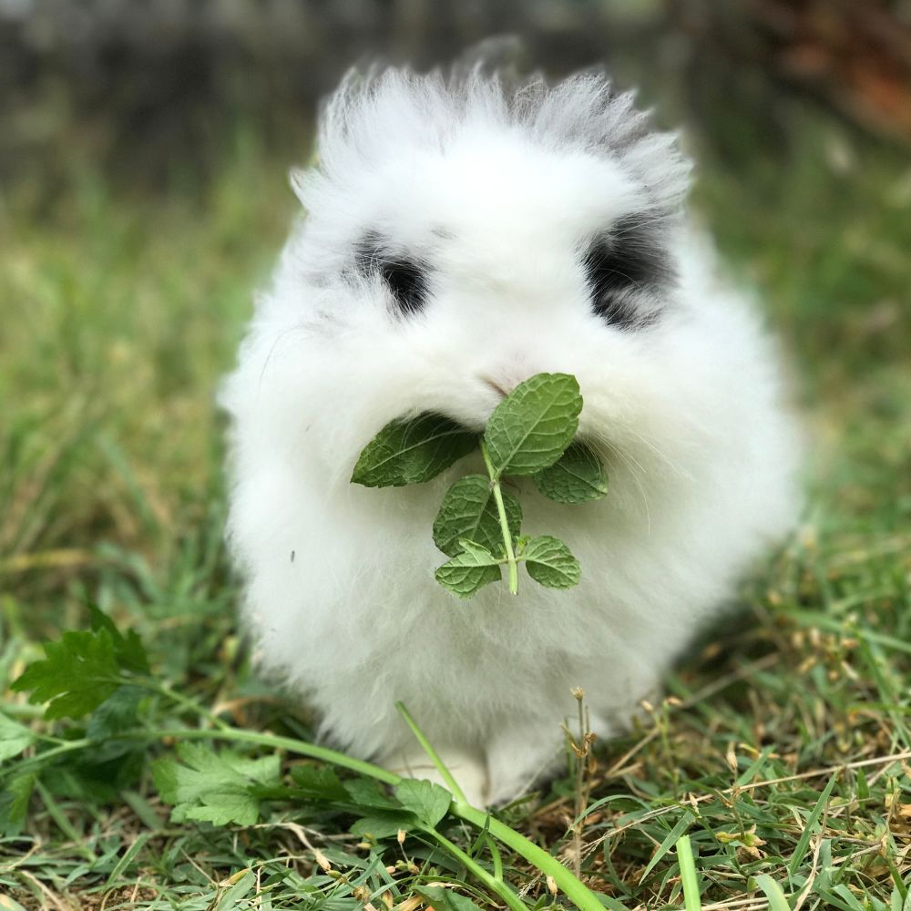 Kiwi, lapin angora nain