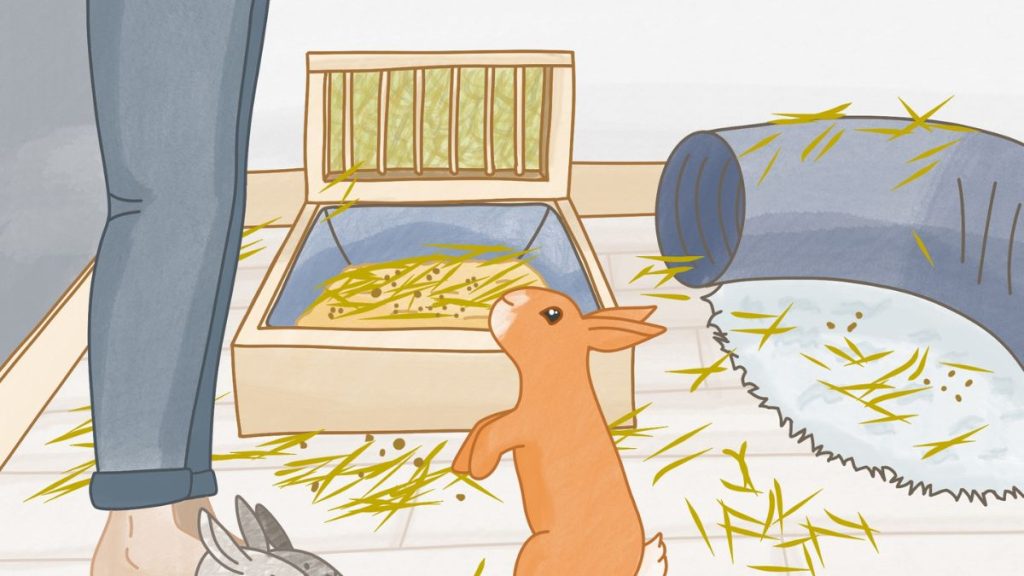 Malpropreté du lapin, comment bien éduquer son animal