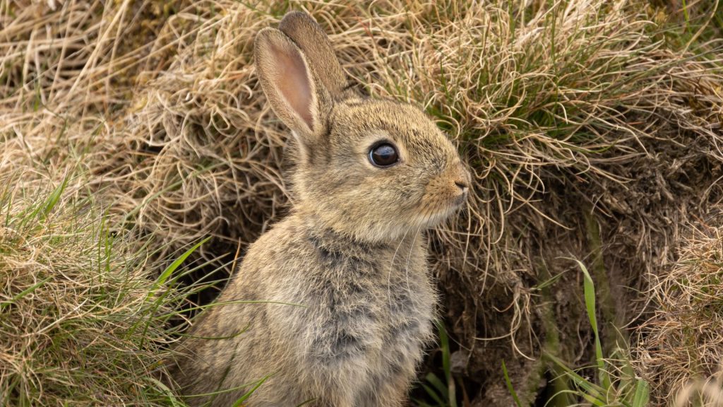 Lapereau, bébé garenne dans son terrier