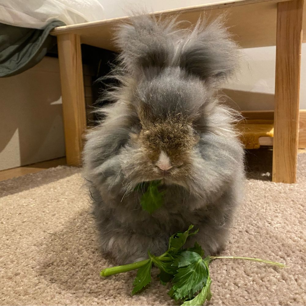 Lapin angora anglais en train de manger sa verdure