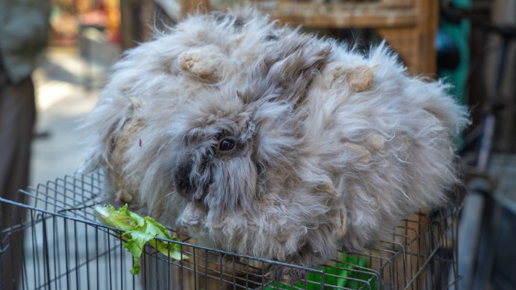 Lapin angora mal entretenu