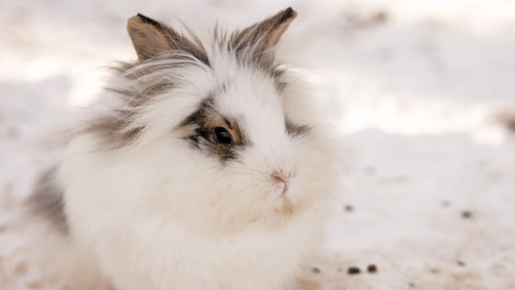 Lapin angora nain avec une fourrure dense