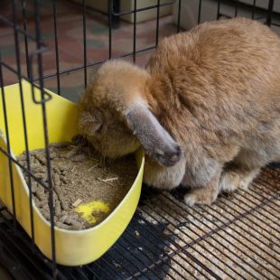 Lapin sédentaire sans une cage