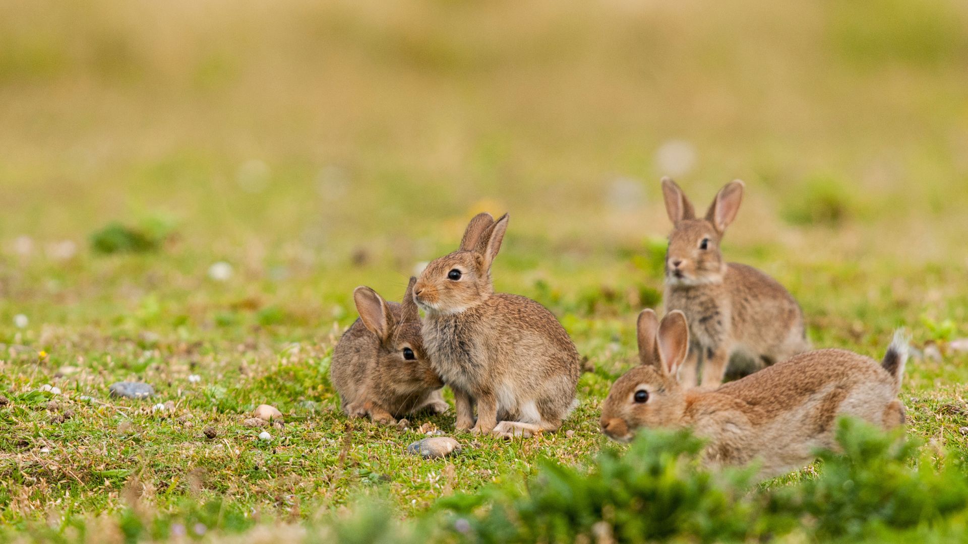 Lapins de garenne