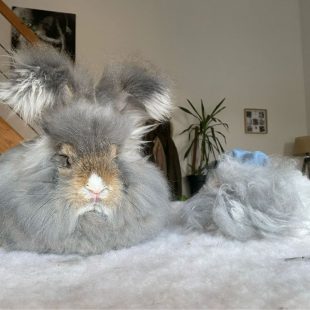 Brossage quotidien pour Malakai, angora anglais
